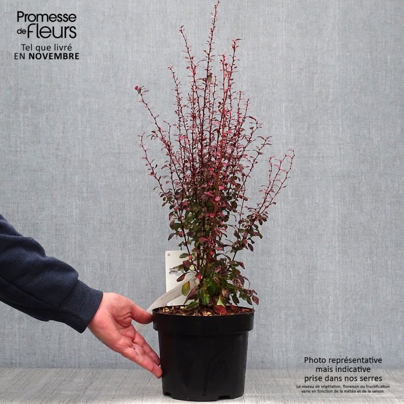 Example of Berberis thunbergii Rosy Rocket Topf mit 2L/3L as you get in automne