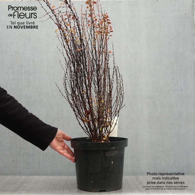 Example of Berberis thunbergii Rosy Rocket Topf mit 7,5L/10L as you get in automne
