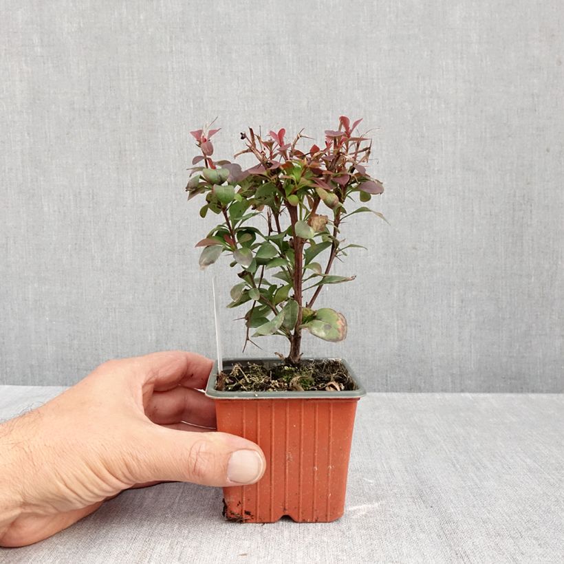 Exemplar von Berberis thunbergii Ruby Star Kleine Töpfe von 8/9 cm wie im Herbst geliefert