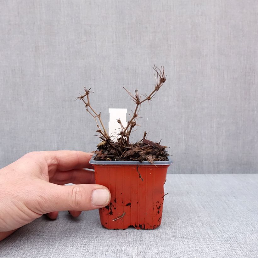 Example of Berberis thunbergii Ruby Star Kleine Töpfe von 8/9 cm as you get in hiver