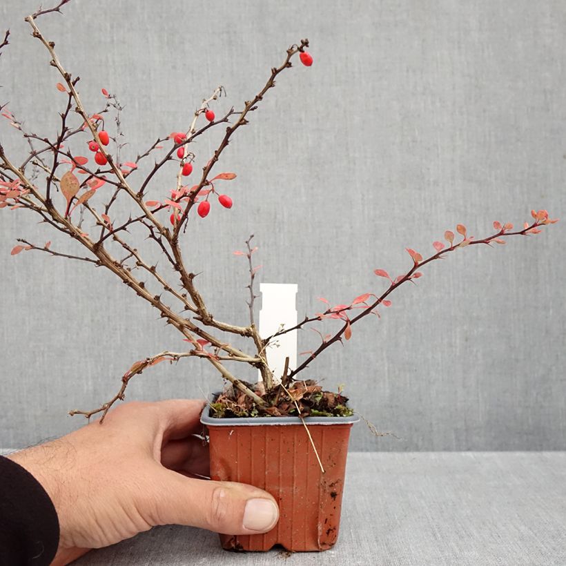 Exemplar von Berberis thunbergii Silver Beauty Kleine Töpfe von 8/9 cm wie im Herbst geliefert