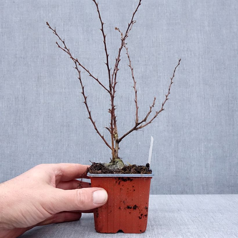 Example of Berberis thunbergii Silver Beauty Kleine Töpfe von 8/9 cm as you get in hiver