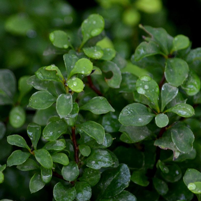 Berberis thunbergii Tiny Gold (Foliage)