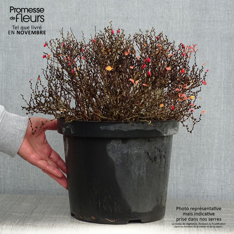 Example of Berberis thunbergii Tiny Gold Topf mit 7,5L/10L as you get in automne