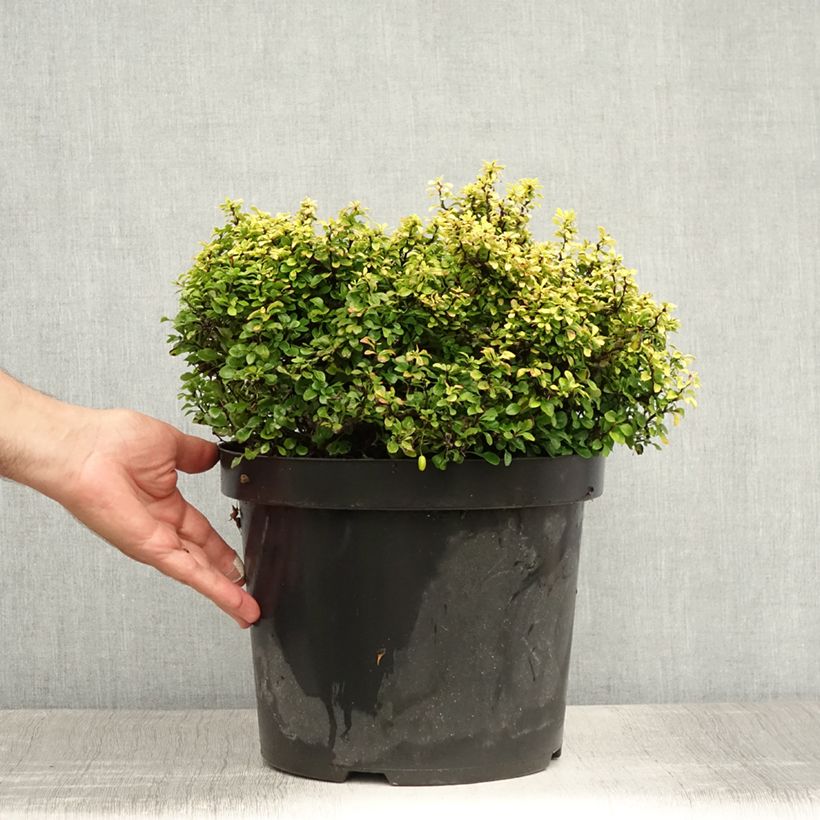 Exemplar von Berberis thunbergii Tiny Gold Topf mit 7,5L/10L wie im Sommer geliefert