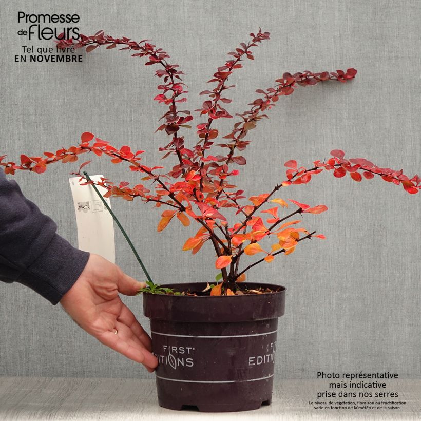 Example of Berberis thunbergii Toscana Topf mit 2L/3L as you get in automne