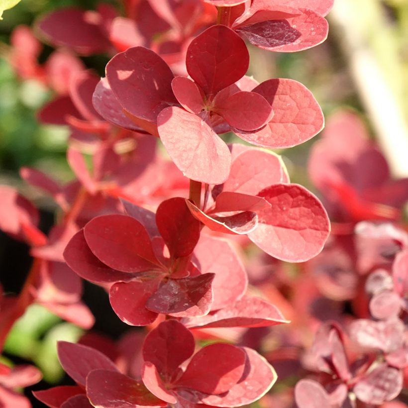Berberis thunbergii Toscana (Foliage)