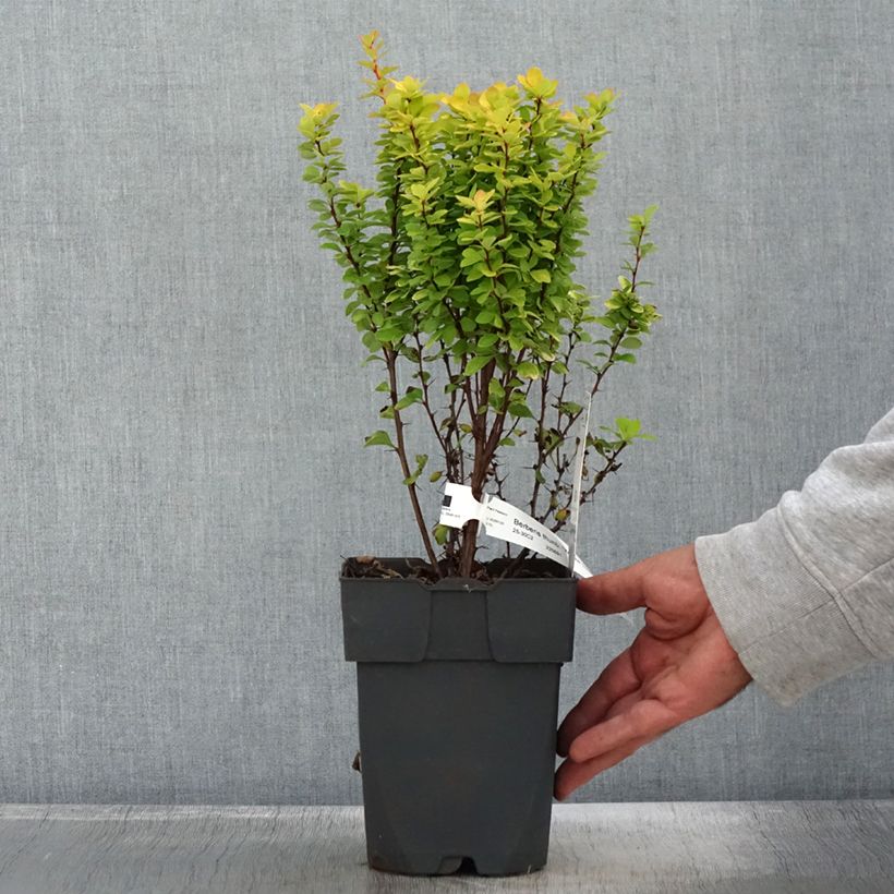 Example of Berberis thunbergii Yellow Tower Topf mit 2L/3L as you get in automne