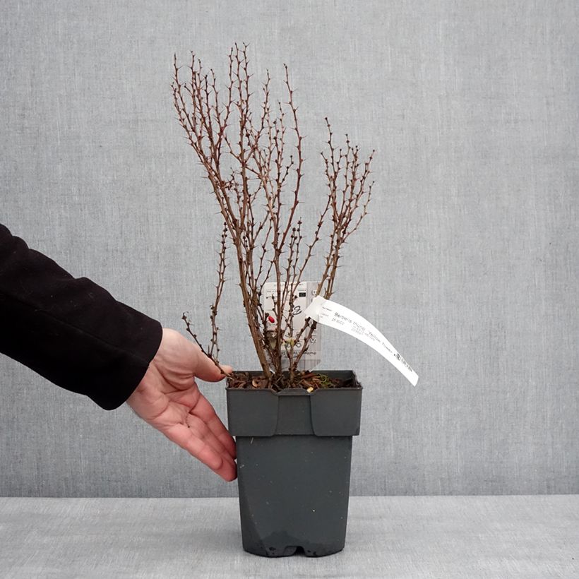 Exemplar von Berberis thunbergii Yellow Tower Topf mit 2L/3L wie im Winter geliefert