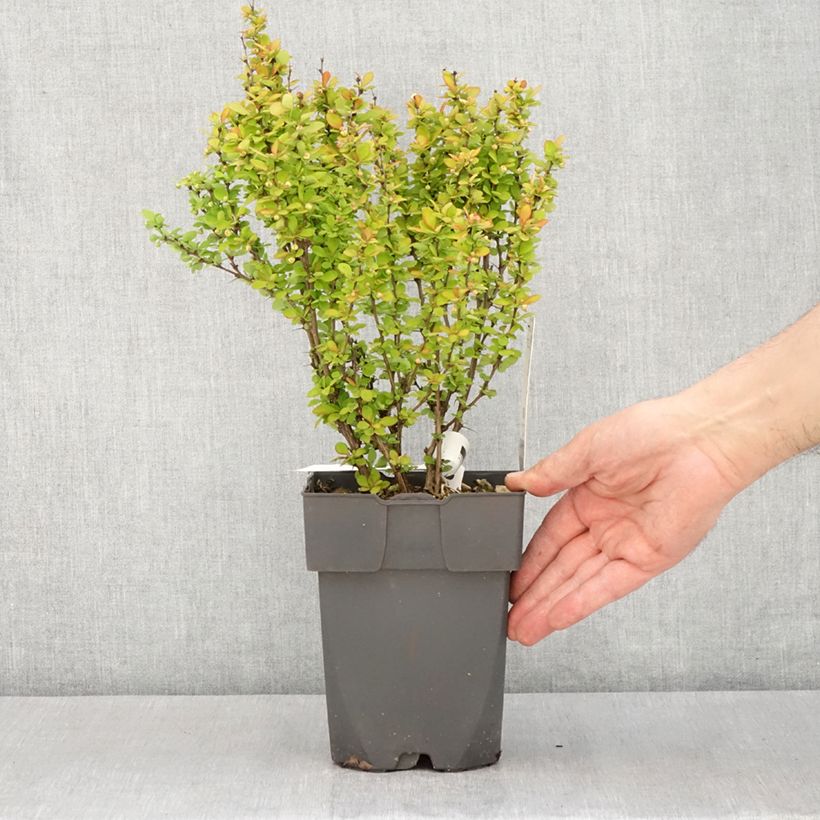 Exemplar von Berberis thunbergii Yellow Tower Topf mit 2L/3L wie im Frühjahr geliefert