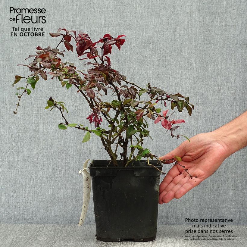 Example of Berberis thunbergii Thunderbolt Topf mit 2L/3L as you get in automne
