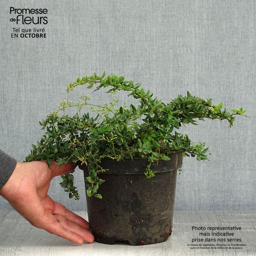 Example of Berberis verrucosa - Warzen-Berberitze Topf mit 2L/3L as you get in automne
