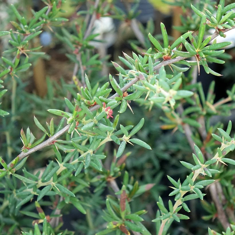 Berberis stenophylla - Schmalblättrige Berberitze (Foliage)