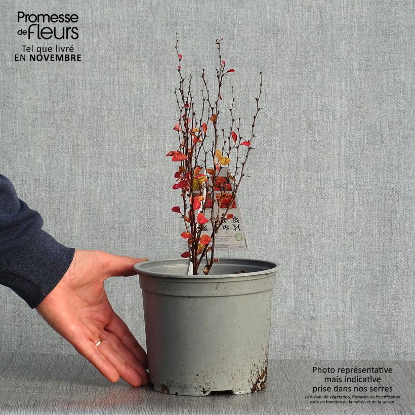 Example of Berberis thunbergii Orange Ice Topf mit 2L/3L as you get in automne