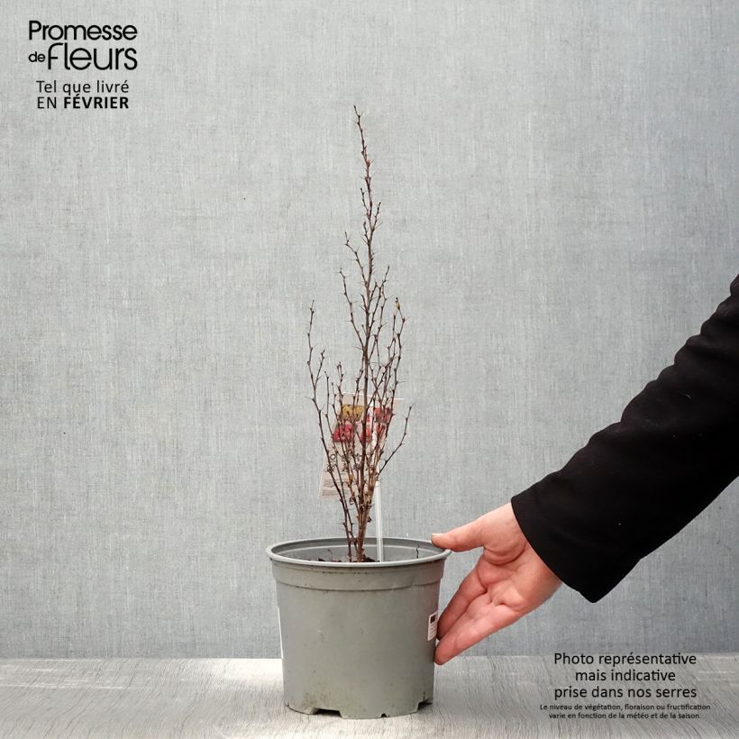 Exemplar von Berberis thunbergii Orange Ice Topf mit 2L/3L wie im Winter geliefert