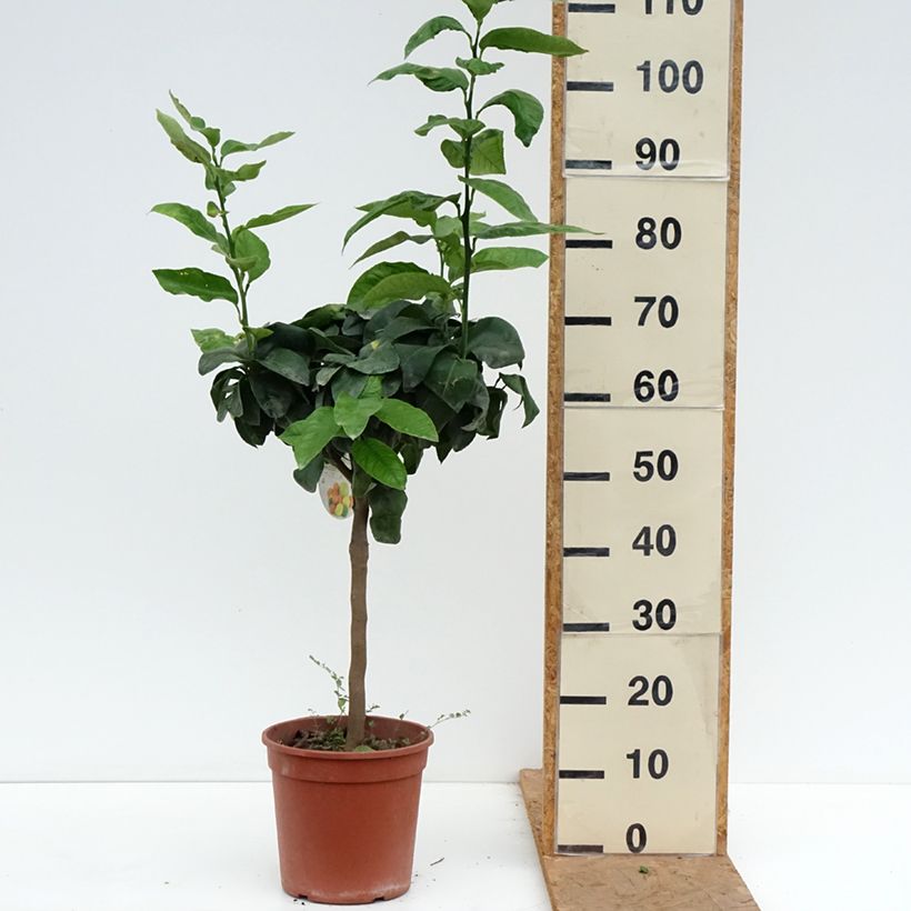 Exemplar von Bergamotte - Citrus bergamia Topf mit 4L/5L, 1/4 Stängel wie im Herbst geliefert