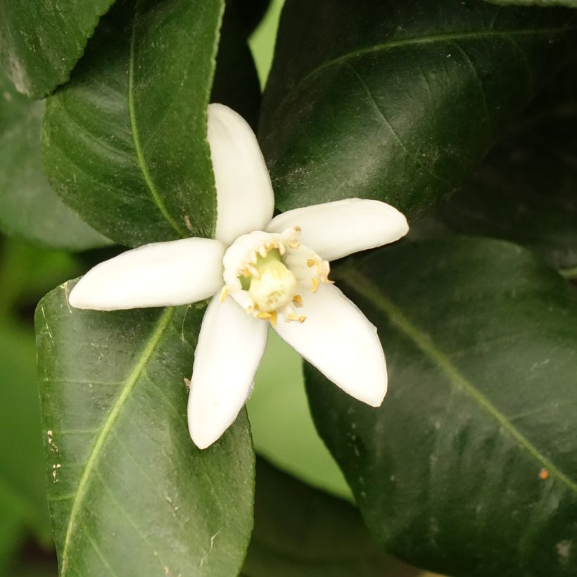 Bergamotte - Citrus bergamia (Blüte)