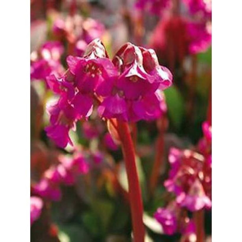 Bergenia cordifolia Eroïca - Bergenie (Flowering)