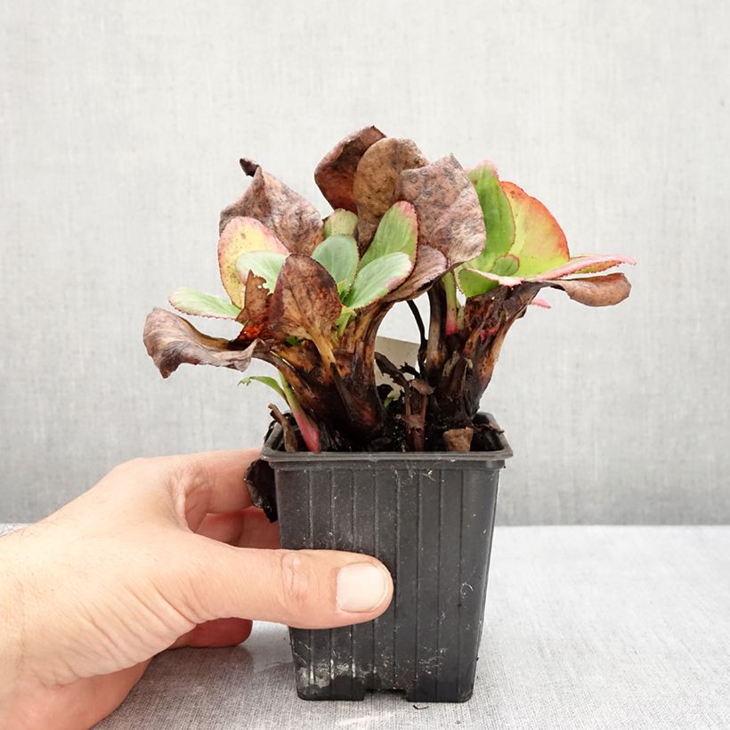 Exemplar von Bergenia Bach - Bergenie Kleine Töpfe von 8/9 cm wie im Herbst geliefert