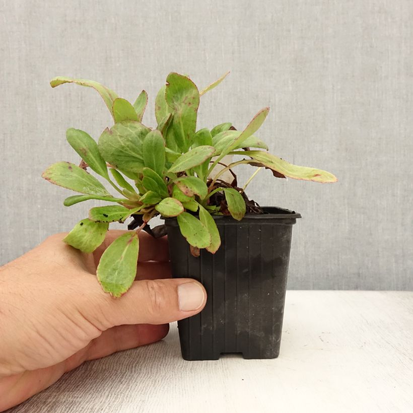 Example of Bergenia Bach - Bergenie Kleine Töpfe von 8/9 cm as you get in ete