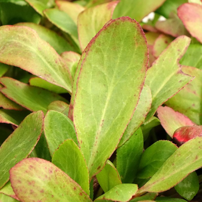 Bergenia Bach - Bergenie (Foliage)