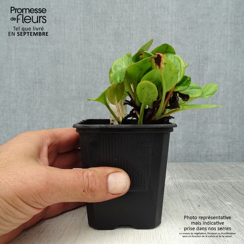 Exemplar von Bergenia Bartok - Bergenie Kleine Töpfe von 8/9 cm wie im Sommer geliefert