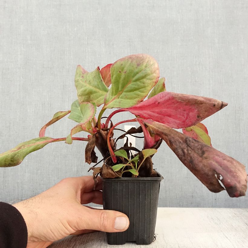 Example of Bergenia Bressingham White - Bergenie Kleine Töpfe von 8/9 cm as you get in automne