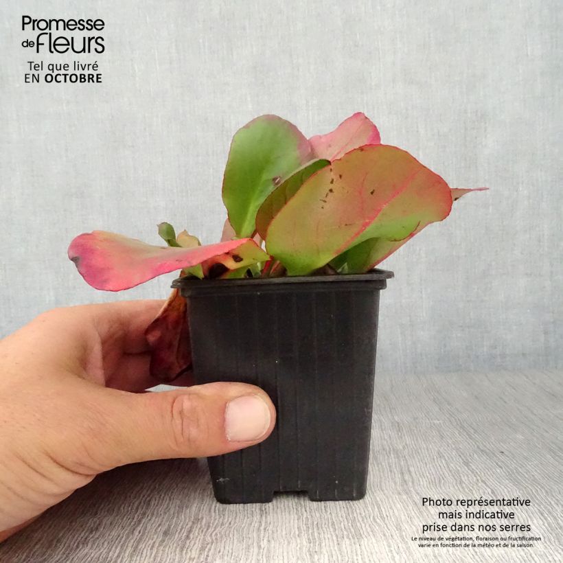Example of Bergenia cordifolia Eroïca - Bergenie Kleine Töpfe von 8/9 cm as you get in automne