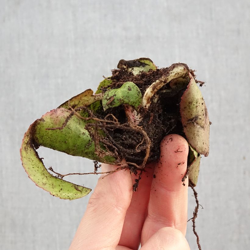 Exemplar von Bergenia cordifolia - Bergenie Wurzelnackt wie im Winter geliefert