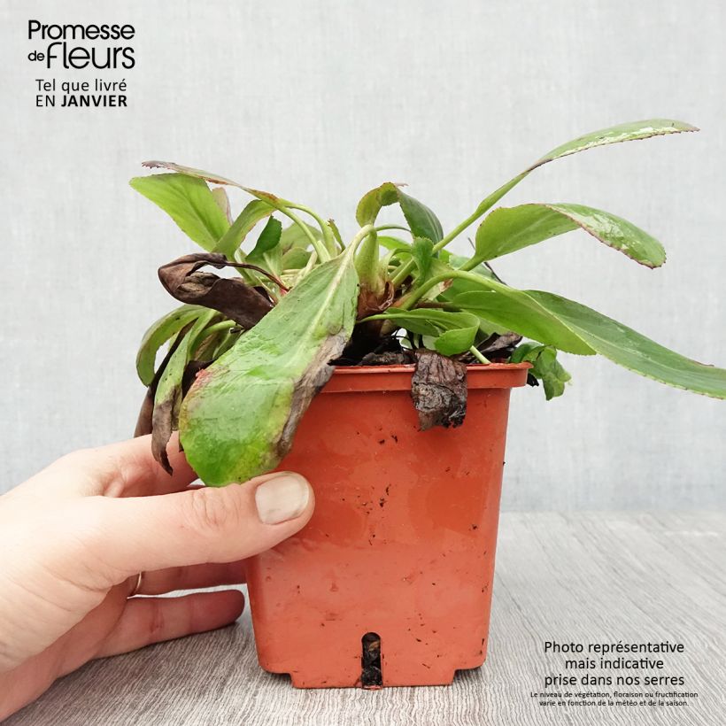 Exemplar von Bergenia cordifolia Silberlicht - Bergenie Topf mit 1L/1,5L wie im Winter geliefert