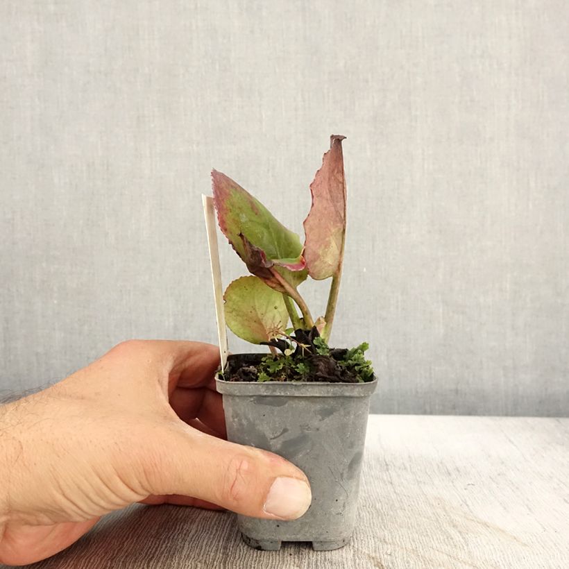 Example of Bergenia Abendglut - Bergenie Kleine Töpfe von 8/9 cm as you get in automne