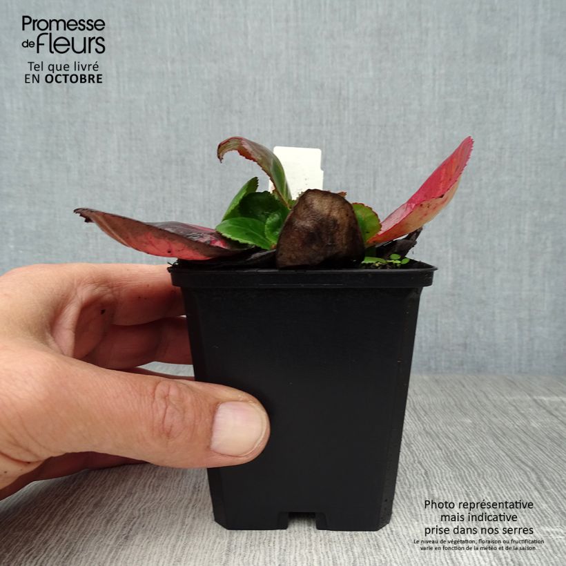 Example of Bergenia Baby Doll - Bergenie Kleine Töpfe von 8/9 cm as you get in automne