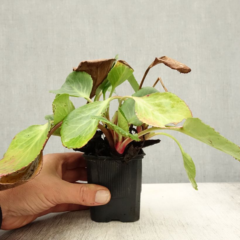 Example of Bergenia Harzkristall - Bergenie Kleine Töpfe von 8/9 cm as you get in automne