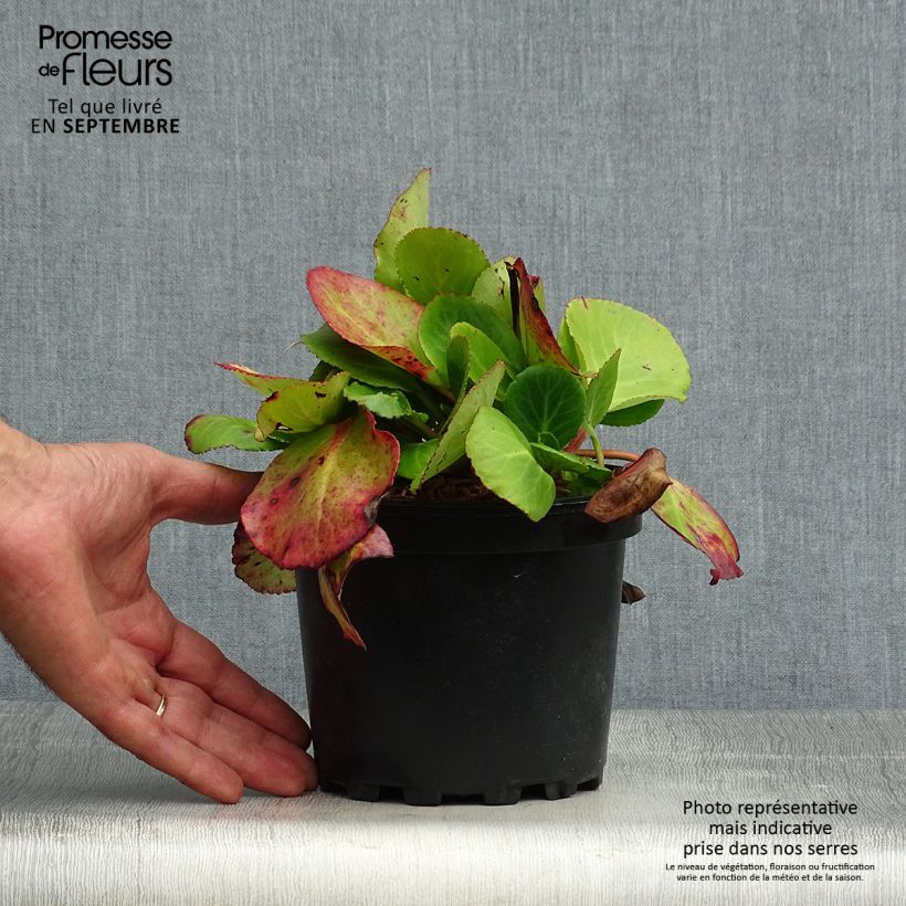 Example of Bergenia Harzkristall - Bergenie Topf mit 2L/3L as you get in automne