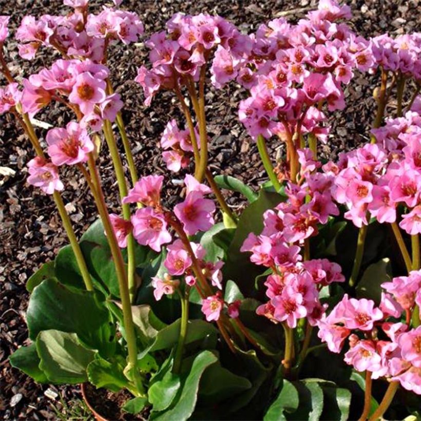 Bergenia Rosenkristall - Bergenie (Plant habit)