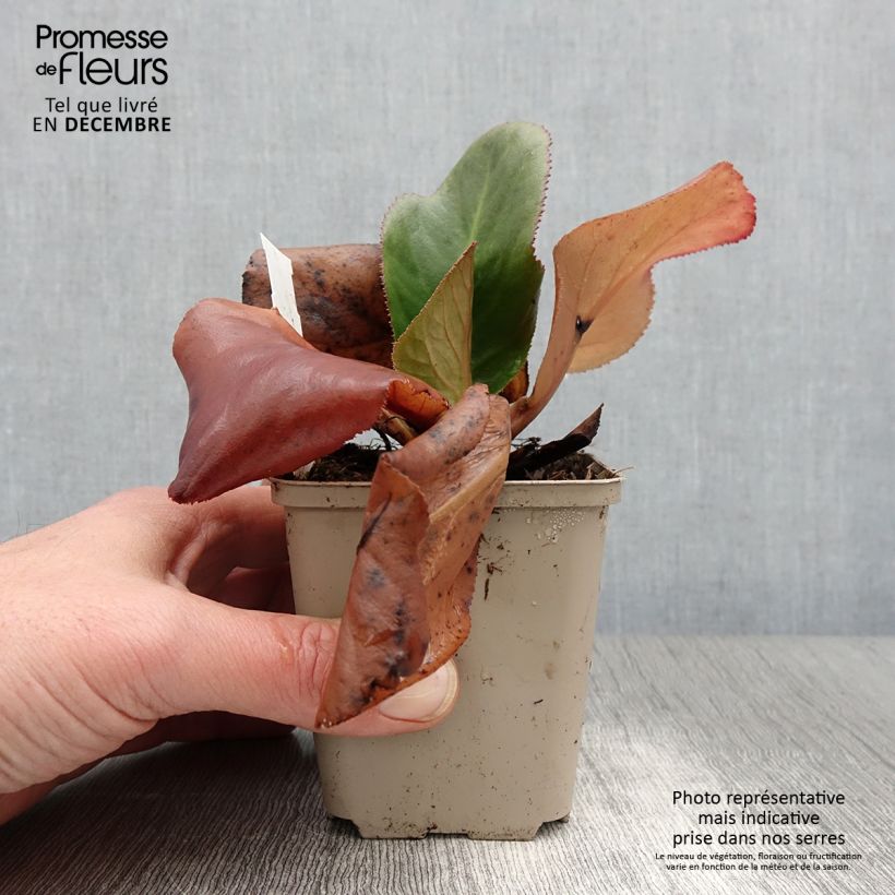 Example of Bergenia stracheyi Ice Queen - Bergenie Kleine Töpfe von 8/9 cm as you get in automne