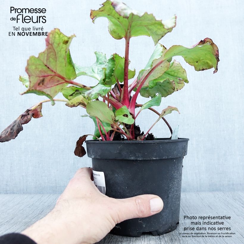 Example of Bergenia cordifolia Morgenrote - Bergenie Topf mit 2L/3L as you get in automne