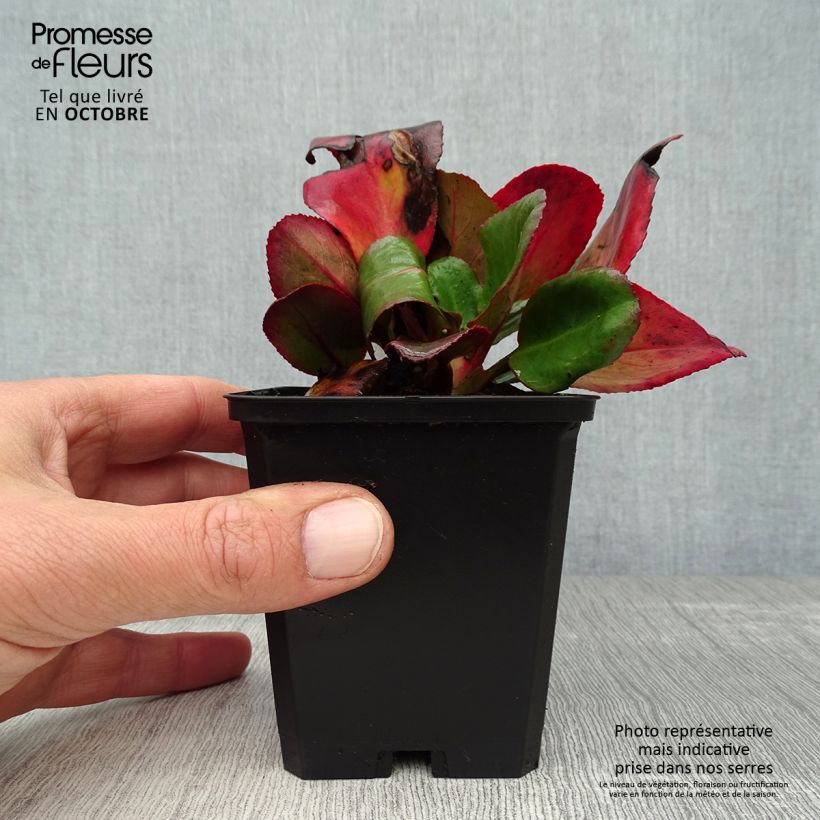 Example of Bergenia Ouvertüre - Bergenie Kleine Töpfe von 8/9 cm as you get in automne