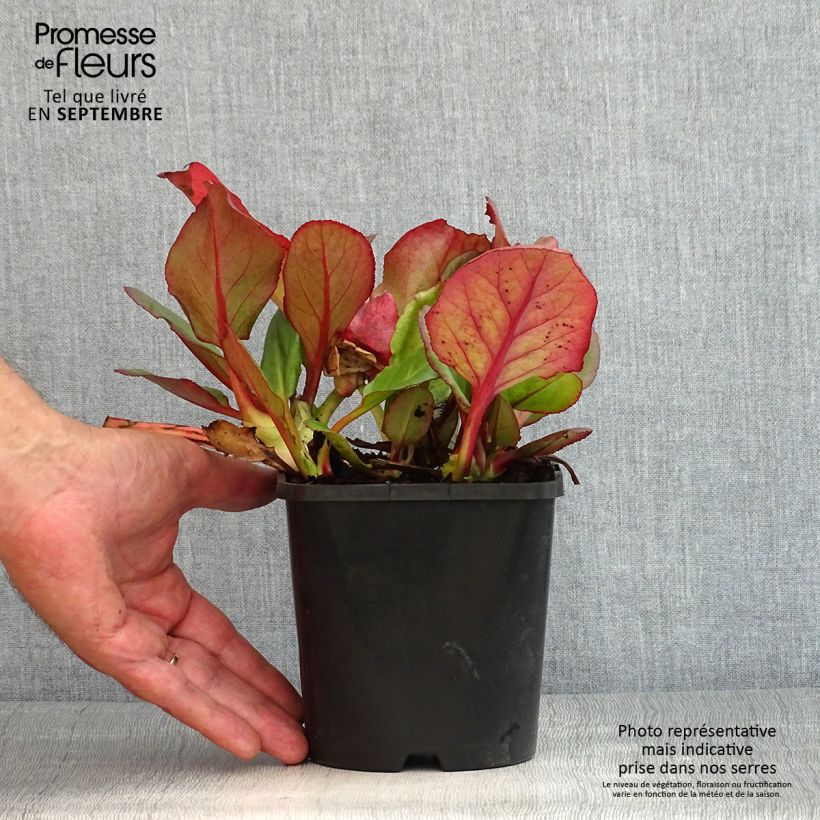 Example of Bergenia Ouvertüre - Bergenie Topf mit 1,5L/2L as you get in ete