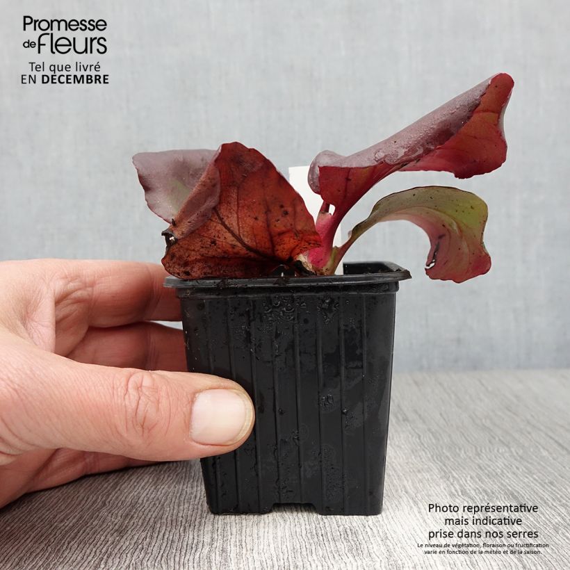 Example of Bergenia purpurascens - Bergenie Kleine Töpfe von 8/9 cm as you get in automne