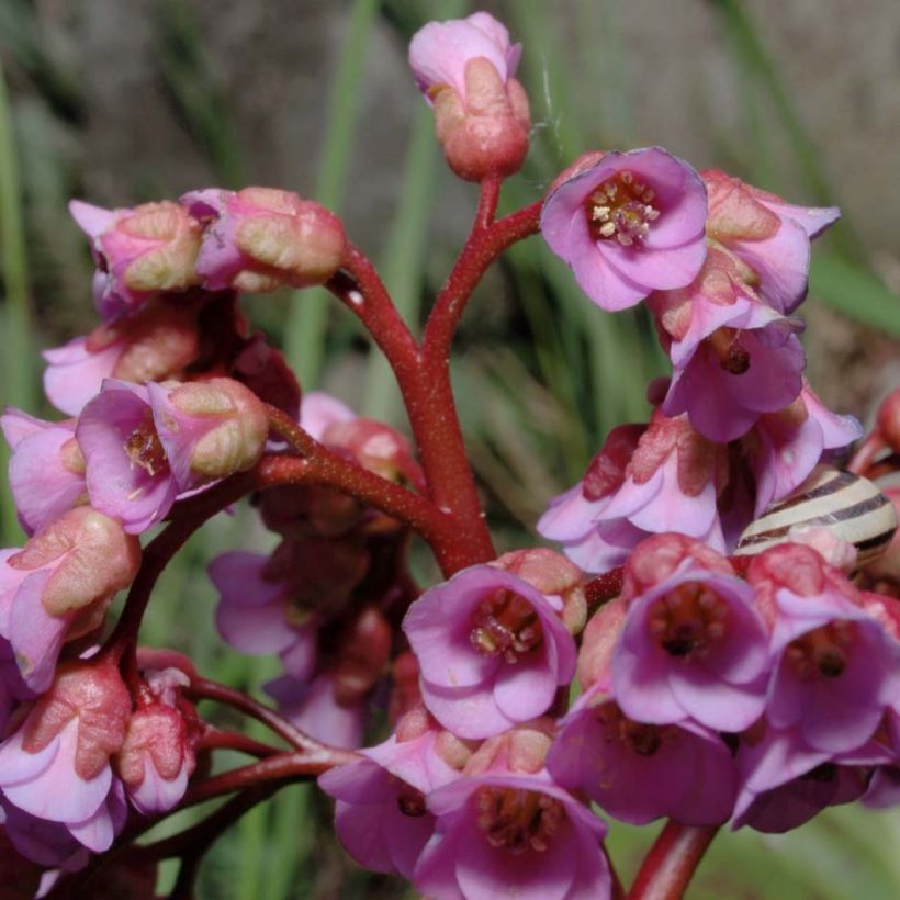 Bergenia schmidtii - Bergenie (Flowering)