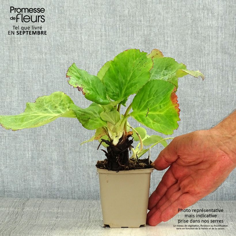 Example of Bergenia schmidtii - Bergenie Kleine Töpfe von 8/9 cm as you get in ete