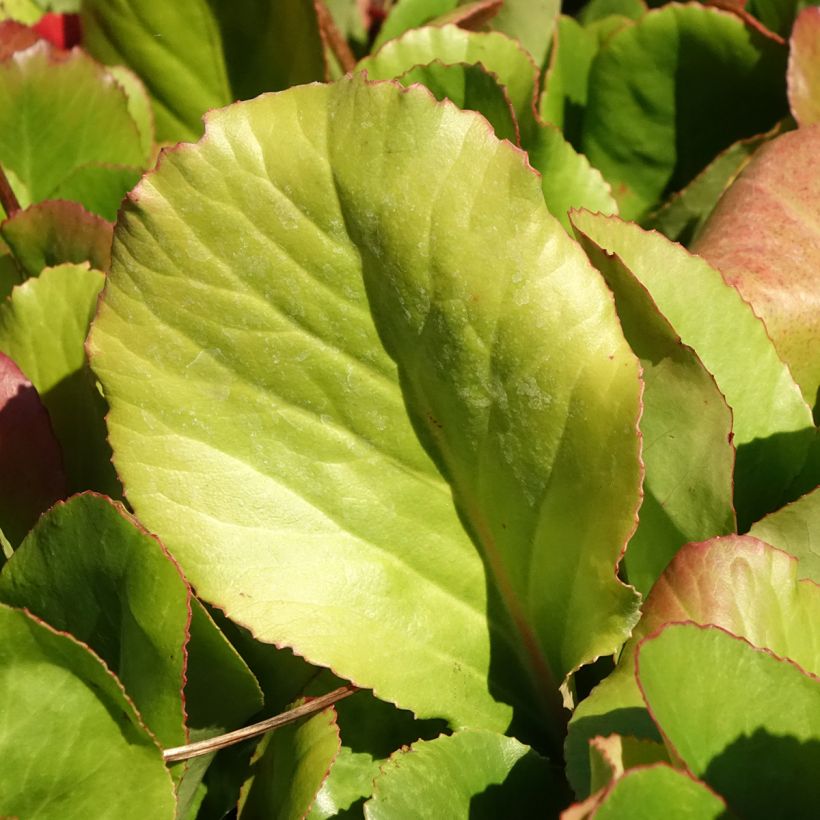 Bergenia Winterglut - Bergenie (Foliage)