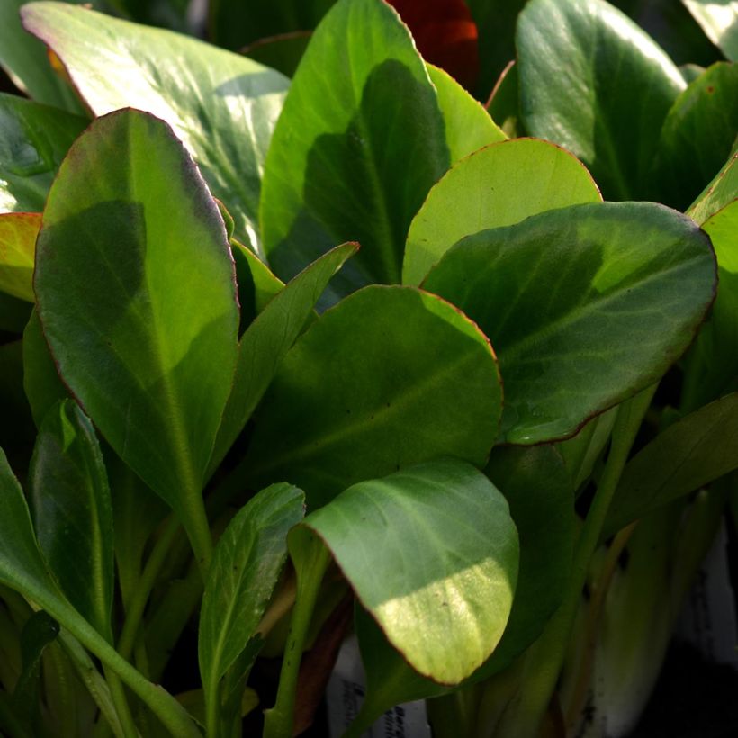 Bergenia Wintermarchen - Bergenie (Foliage)