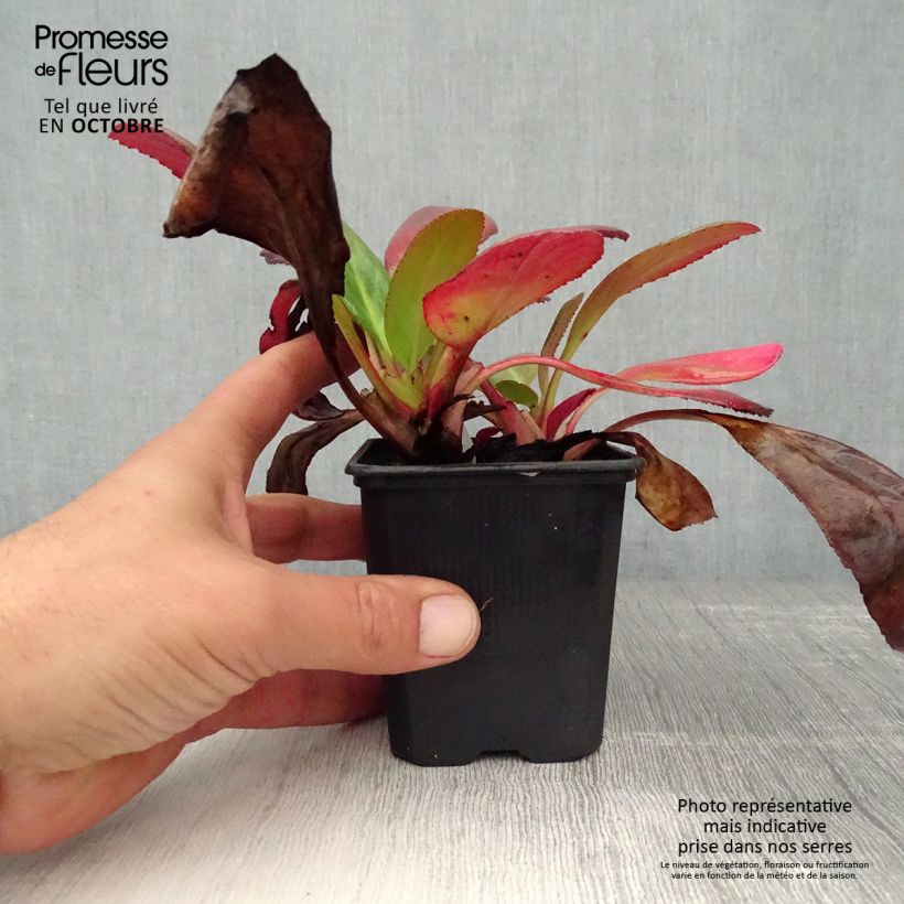 Example of Bergenia Wintermarchen - Bergenie Kleine Töpfe von 8/9 cm as you get in automne