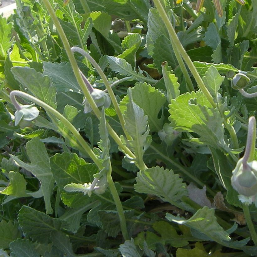 Berliandiera lyrata - Schokoladenblume (Foliage)