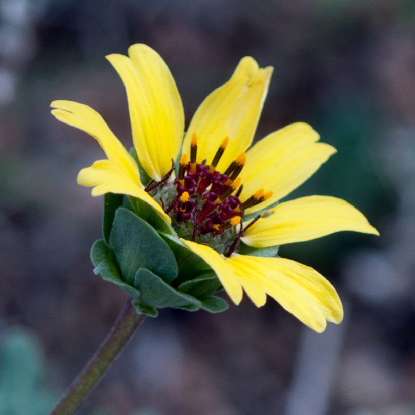 Berliandiera lyrata - Schokoladenblume (Flowering)
