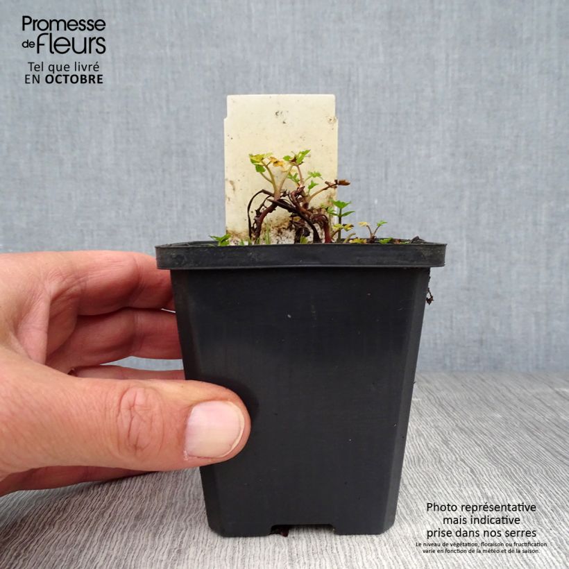Example of Berula erecta - Aufrechte Berle Kleine Töpfe von 8/9 cm as you get in automne