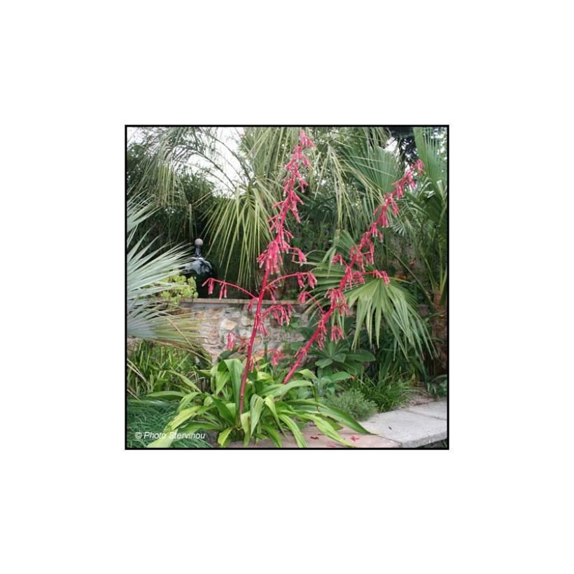 Beschorneria septentrionalis - Beschornerie (Plant habit)