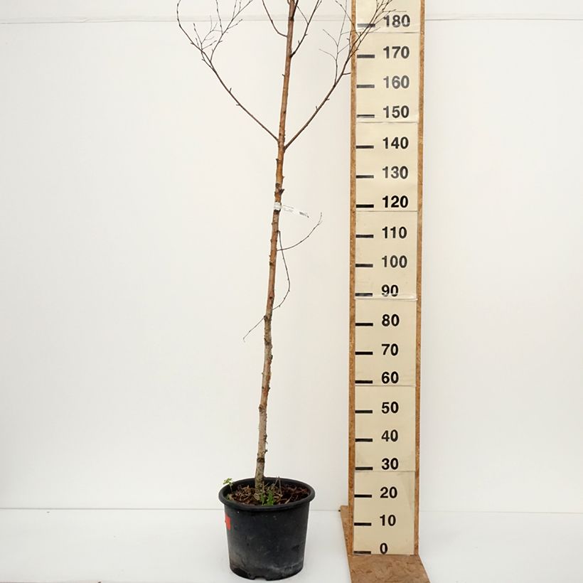 Exemplar von Betula ermanii Holland - Gold-Birke Topf mit 12L/15L wie im Herbst geliefert